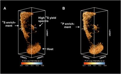 High Mass Resolution fs-LIMS Imaging and Manifold Learning Reveal Insight Into Chemical Diversity of the 1.88 Ga Gunflint Chert